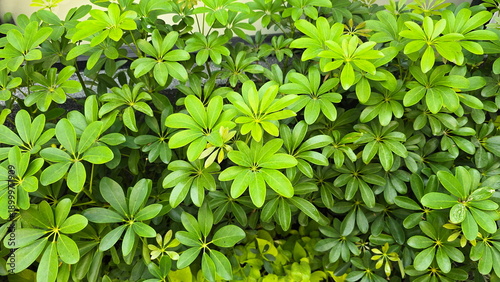 The Dwarf Umbrella Tree or Schefflera arboricola, has compound, palmate leaves with 7-11 leaflets per stem. Leaflets are obovate with rounded tips. Miniature Umbrella Plant. Heptapleurum arboricola 
