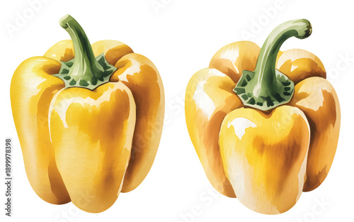 Garden fresh capsicum peppers illustrated in soft hand-painted watercolor style.