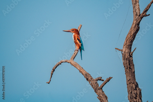 Fotografía White Neck Kingfisher at Thol Lake Ahmedabad, Gujarat, India