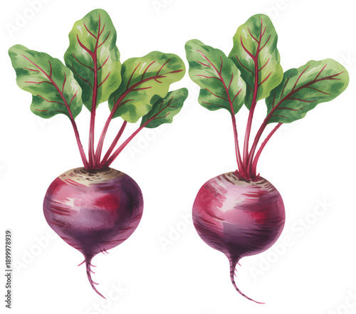 Fresh garden beets with stems and leaves painted in soft natural watercolor style.
