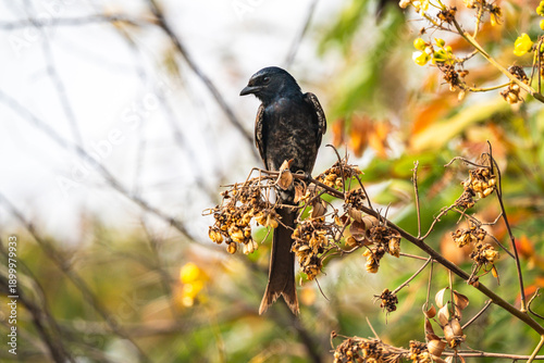 The Black Dongo Bird, Known ads King Crow