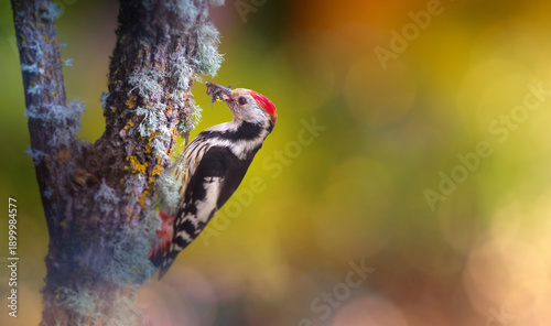 Cute Woodpecker on tree. Forest background. Bird: Middle Spotted Woodpecker. Dendrocopos medius.