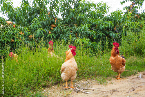 Photos Free-Range Chickens on Rural Farm with Mango Trees