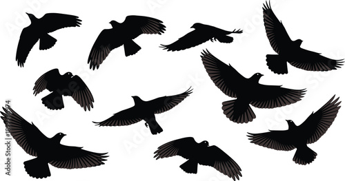 WebSet of black flying bird silhouettes with feathered wing details isolated on white background for nature wildlife and avian design vector illustration elements