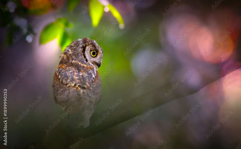 Naklejka premium One of the most mysterious and cutest owls in nature. Eurasian Scops Owl. (Otus scops). Nature background.