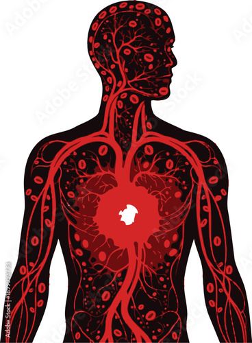Stylized illustration depicting the human circulatory system prominently featuring the vibrant red blood vessels throughout the torso and limbs