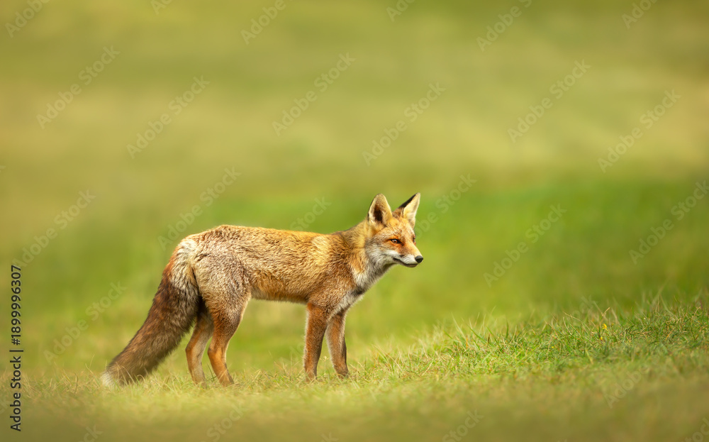 Fototapeta premium Red fox standing in green grass meadow