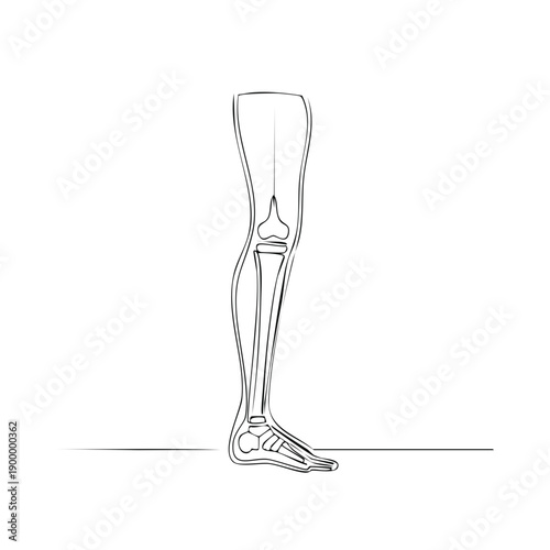 Single line drawing of human leg anatomy showing bones and joints in profile view