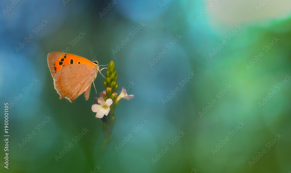 Obraz premium Butterfly. A photo of a butterfly photographed in its natural life. Nature background. 