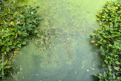 Canvas Print Oozing green slime in pond creates unique graphic element