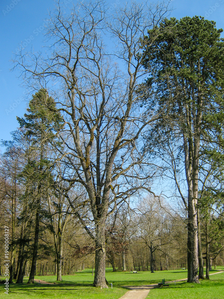 Obraz premium Juglans nigra Habitus unbelaubt