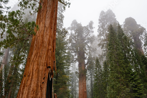 Sequoia National Park in California.The park is notable for its giant sequoia trees. United States