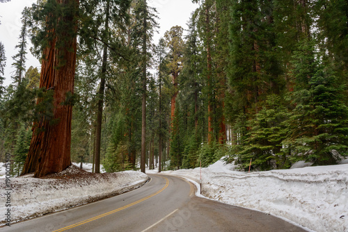 Sequoia National Park in California.The park is notable for its giant sequoia trees. United States
