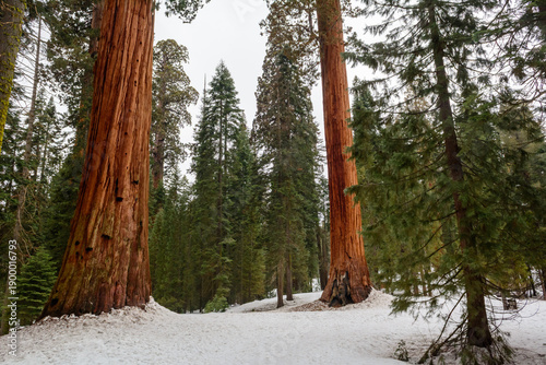 Sequoia National Park in California.The park is notable for its giant sequoia trees. United States