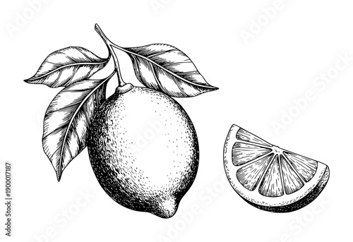 Black and white ink of a whole lemon a branch with leaves and a lemon slice fruit citrus