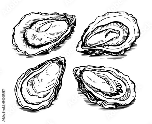 Open Oysters Detailed Ink White Background seafood shellfish