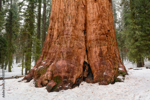 Sequoia National Park in California.The park is notable for its giant sequoia trees. United States