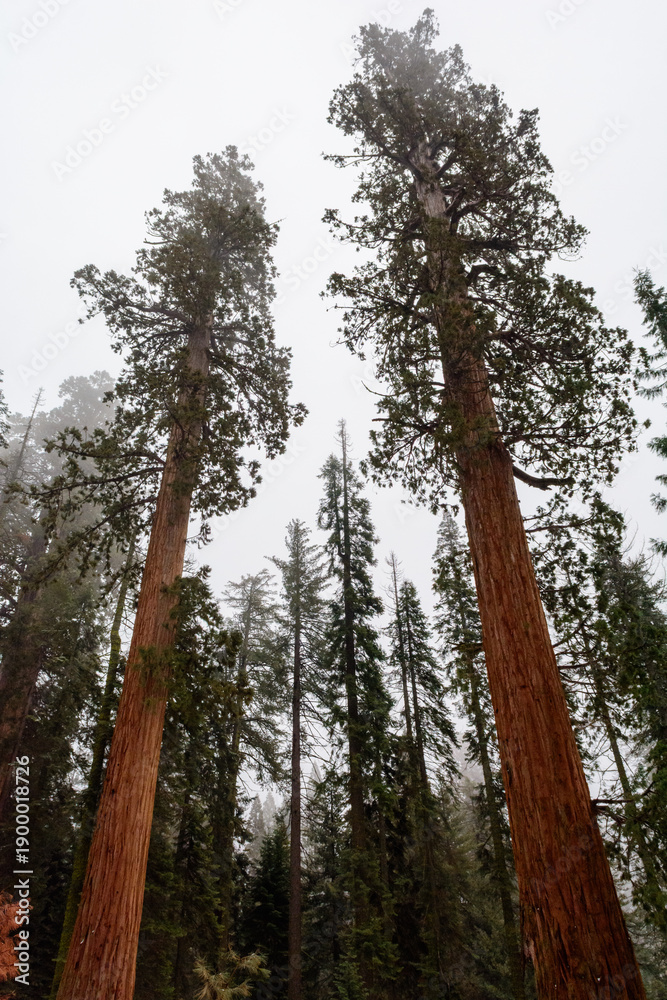 Fototapeta premium Sequoia National Park in California.The park is notable for its giant sequoia trees. United States