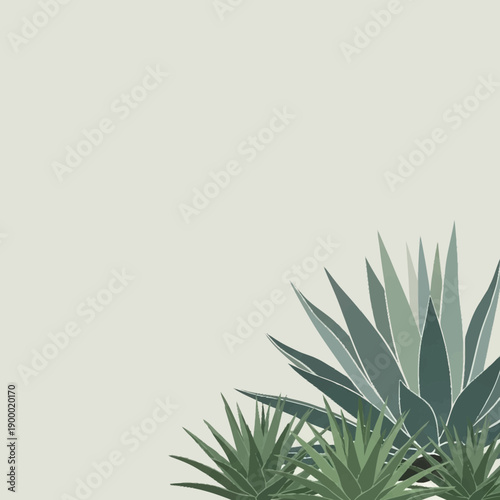 Agave plants with spiky leaves, a beautiful succulent.