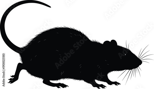 Rat silhouette illustration, rodent animal profile, black vector rat artwork, pest control concept, wild mouse mammal design, isolated white background