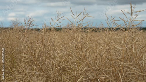 4K Close-Up of Rapeseed Plant (Brassica Napus) Gently Swaying in the Wind