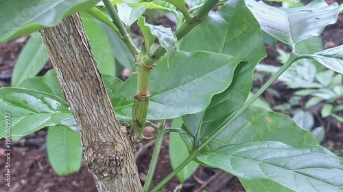 close up  A clear view of a successful coffee tree graft union, showing the integration of a new scion onto a sturdy rootstock to improve crop quality.