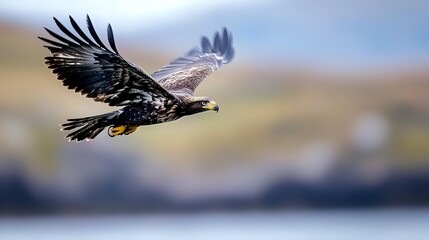 Majestic bald eagle soaring through cloudy sky with outstretched wings, showcasing powerful flight and natural grace in wildlife photography.