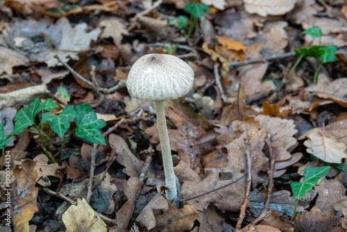 Konstfotografi close up of a slender parasol mushroom macrolepiota clelandii