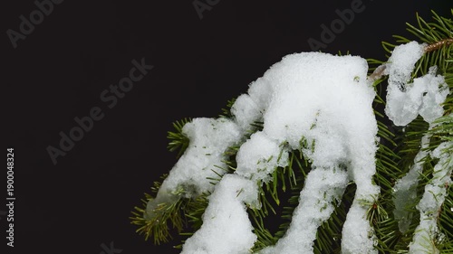 time-lapse of snow melting on a snowy fir tree branch isolated on black background, extreme close-up, studio shot, zoom in
