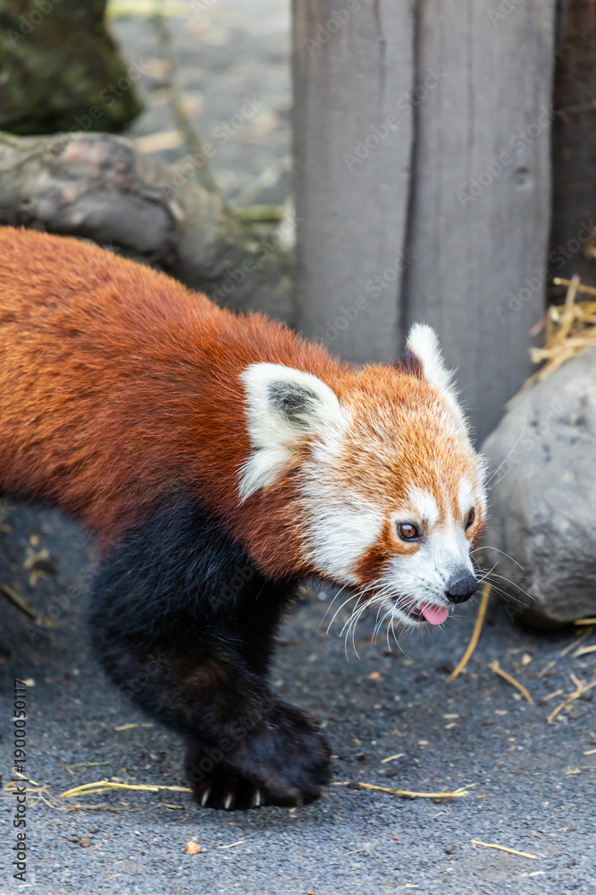 Obraz premium Red Panda Walking Through Naturalistic Enclosure at Zoo