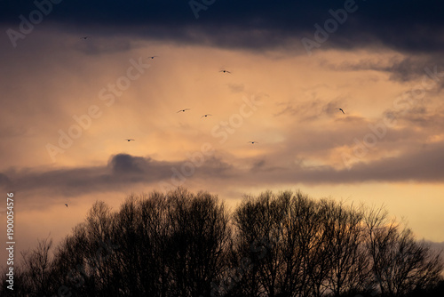 Birds flying in stormy skies at sunset