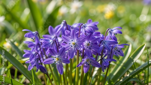 Cluster of purple Siberian squill flowers blooming in a sunlit garden. Spring wildflowers in a green meadow. Close up of scilla siberica
