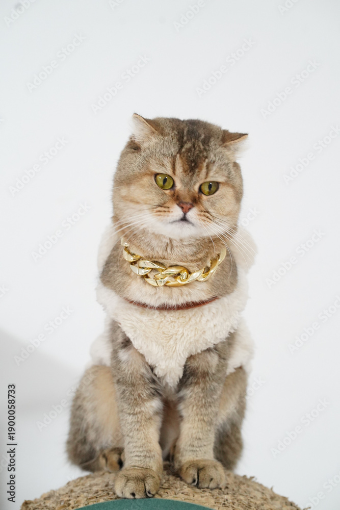 Obraz premium Stylish cat with golden chain sits elegantly on scratching post, showcasing its unique fur and captivating green eyes. playful expression adds charm to this fashionable feline