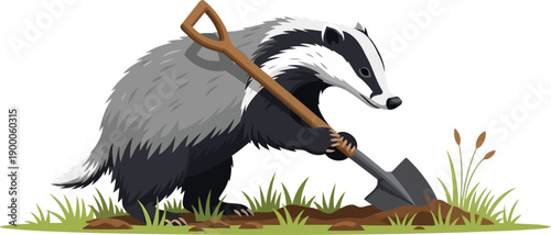 European badger using shovel to dig in soil