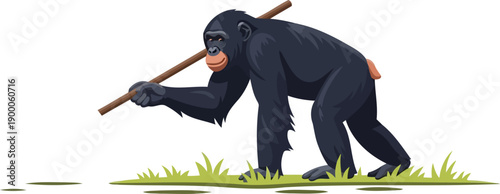 Intelligent chimpanzee using a wooden stick tool while walking