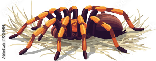 Mexican red knee tarantula crawling over dry grass habitat