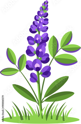 Purple lupine flower spike in green grass