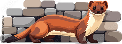 Sleek stoat weasel standing by a grey stone wall