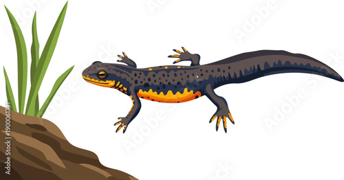 Spotted newt crawling near green grass on moist ground