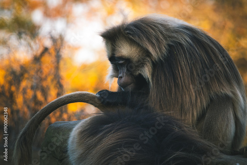 Portrait of Gelada baboon