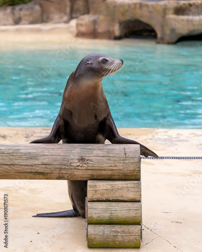 Californian Sea Lion