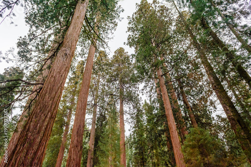 Sequoia National Park in California.The park is notable for its giant sequoia trees. United States