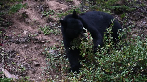 Black bear eating buffaloberries in the fall