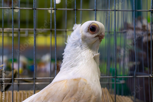 Fotografi White fancy pigeon with a crest and large eyes in a show cage, close-up profile of a unique ornamental bird, professional pigeon breeding and livestock exhibition