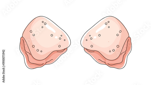 Two fresh raw chicken thighs with skin and bone ready for cooking and seasoning on a plain white background for meal prep.