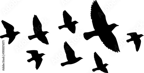 Black Silhouettes of Flying Birds Flock Vector Set
