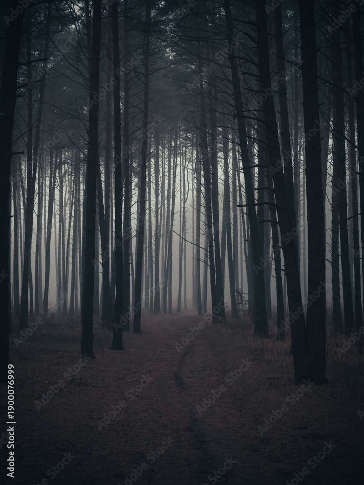 Naklejka premium A trail in a misty forest. The road is in the distance , nothing is visible