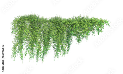 Asparagus densiflorus png alpha channel
