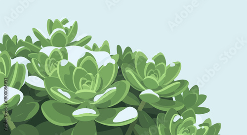 Green succulent plants dusted with fresh snow in soft light