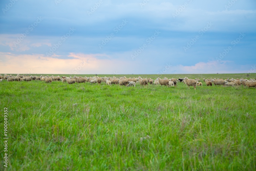 Obraz premium The sheep grazing and walking on green grass .